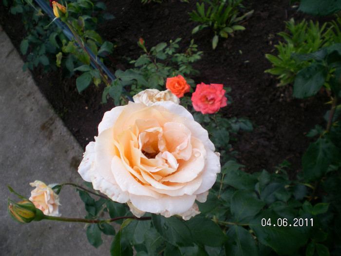CASANOVA - Gradina de trandafiri 2011
