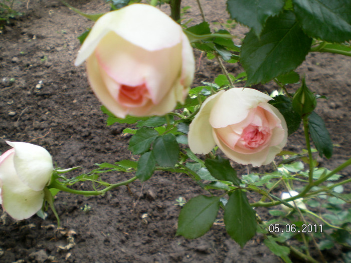 Eden rose 1 - Gradina de trandafiri 2011