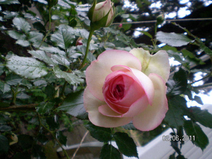 Eden rose - Gradina de trandafiri 2011