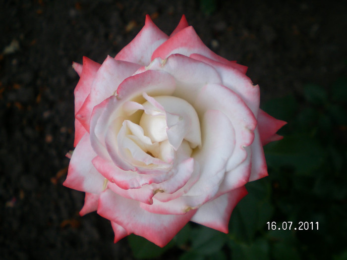Kaiserin Farah 3 - Gradina de trandafiri 2011