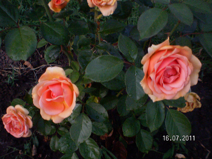 ashram 1 - Gradina de trandafiri 2011