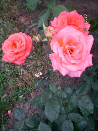 DORIS 2 - Gradina de trandafiri 2011