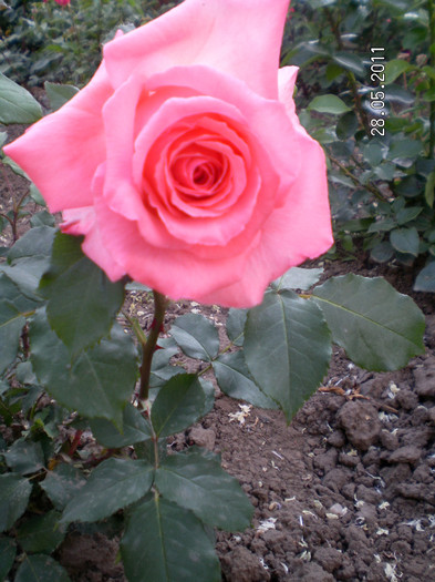 necunoscut 2 - Gradina de trandafiri 2011
