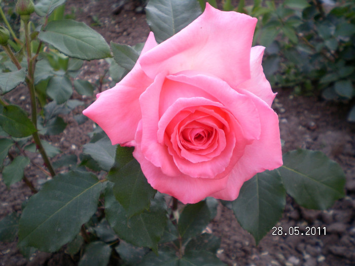 necunoscut 3 - Gradina de trandafiri 2011
