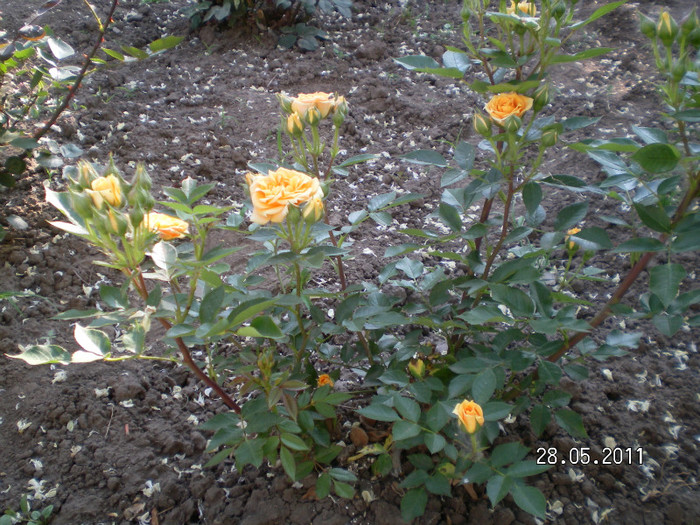 mini rose3 - Gradina de trandafiri 2011