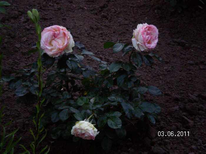 biedermeier - Gradina de trandafiri 2011