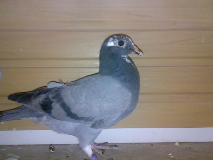 25042011017 - PUI 2011