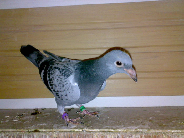 29042011029 - PUI 2011