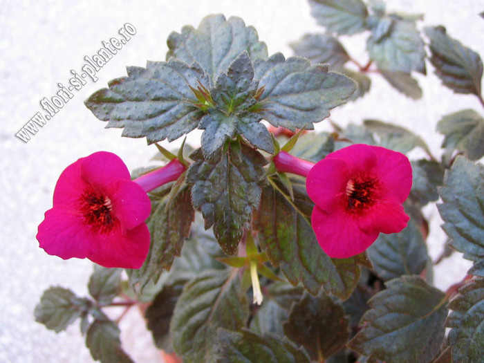 Achimenes Weinrot elfe - ACHIMENES I