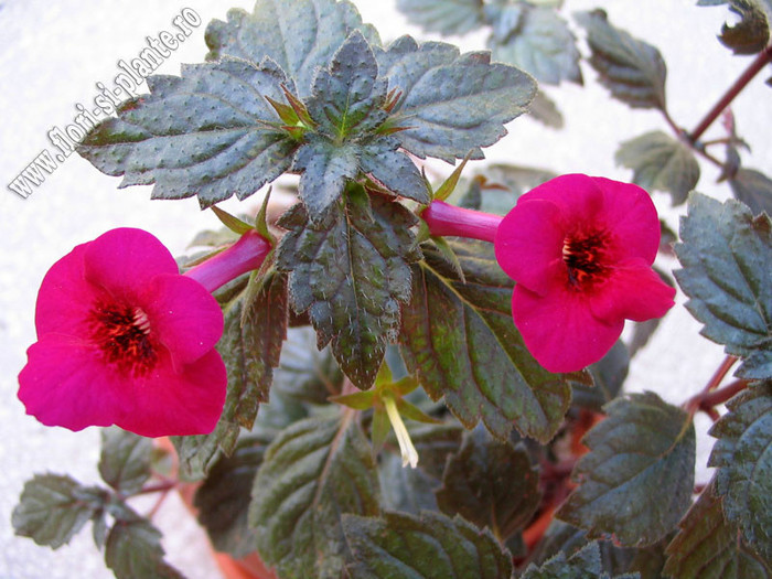 Achimenes Weinrot elfe