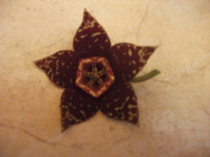floare steaua serifului - cactusi si suculente