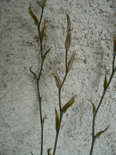 H. tortuosa, tija florala
