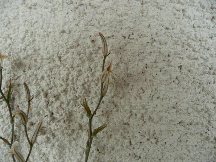 H. tortuosa, tija florala - Haworthia