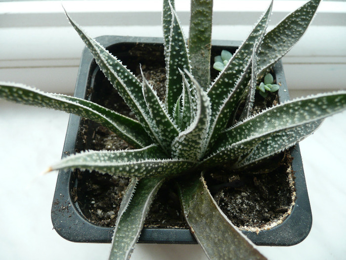 H. sp - Haworthia