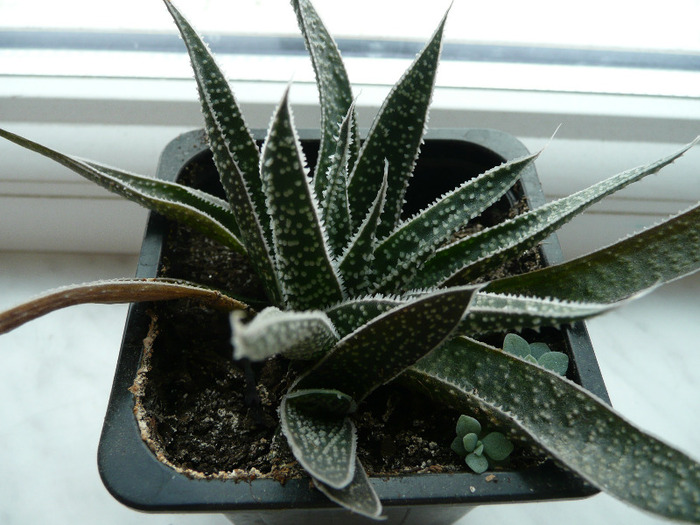 Haworthia sp. - Haworthia