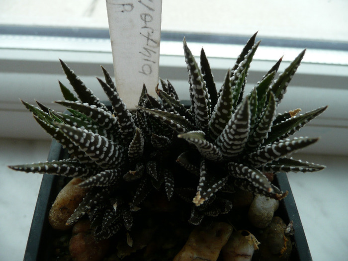 Haworthia sp.