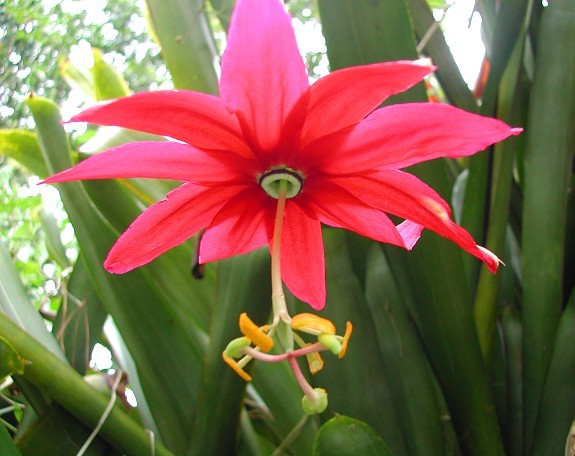 Passiflora antioquiensis - C-flori minunate si rare