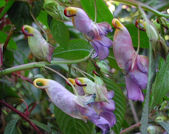 Impatiens Arguta - C-flori minunate si rare