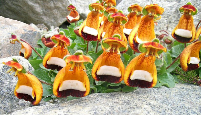 Calceolaria uniflora - C-flori minunate si rare