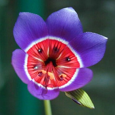 Geissorhiza_radians_400x400 - C-flori minunate si rare