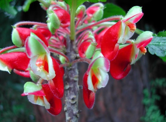 Impatiens Hares Hybrid - C-flori minunate si rare