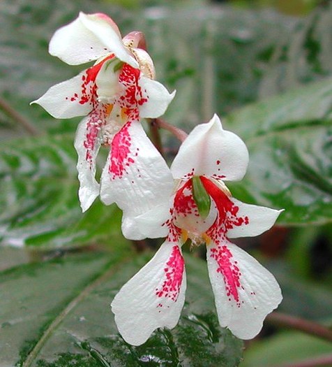 Impatiens_campanulata_7558 - C-flori minunate si rare