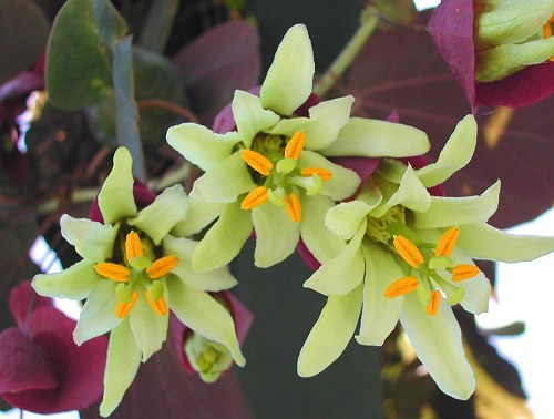 Passiflora_membranacea_5793