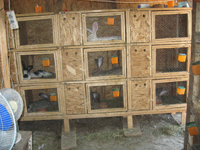 Picture 284 - noile cotete de iepuri