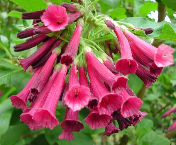 Iochroma Plum Paradise - C-flori minunate si rare