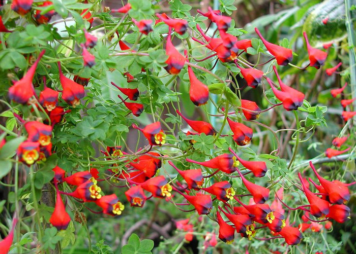 Tropaeolum tricolor Bolivian Nasturium
