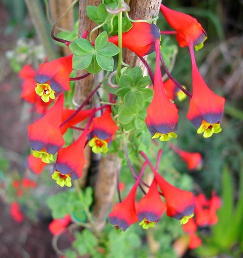 Tropaeolum tricolor tricolorum - C-flori minunate si rare
