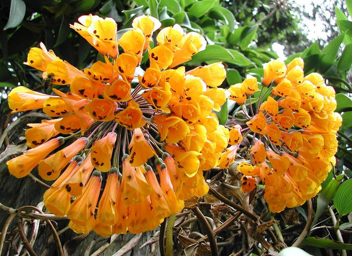 Yellow Bomarea affin Caldasii - C-flori minunate si rare