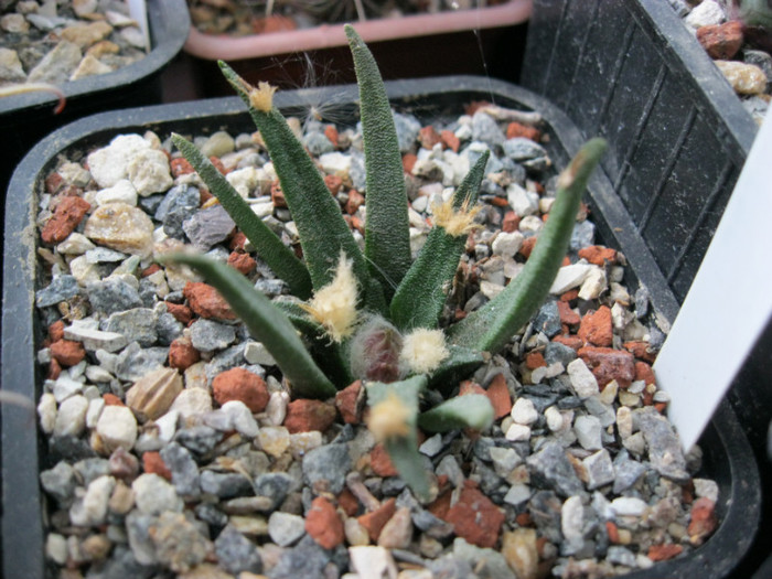 Ariocarpus agavoides (2011) - Ariocarpus