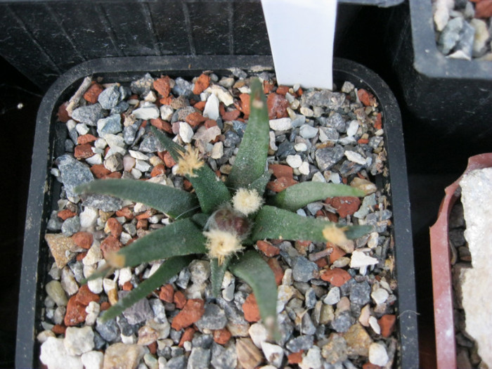 Ariocarpus agavoides