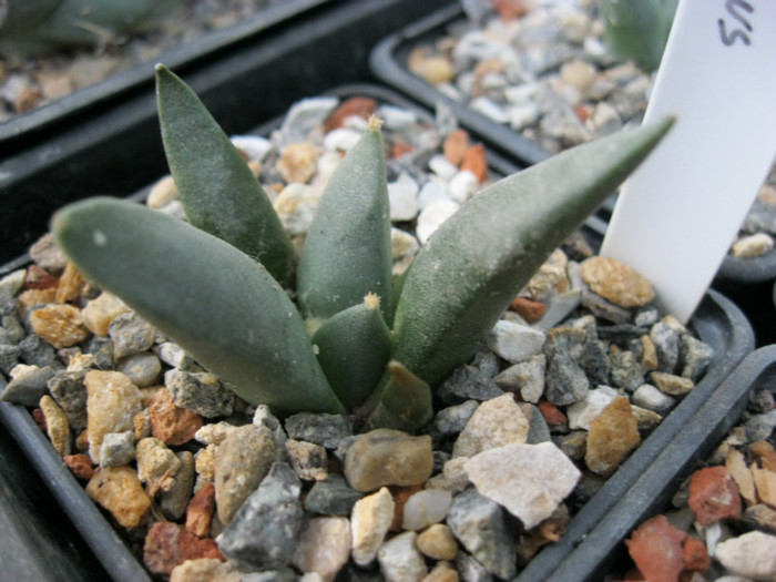 Ariocarpus retusus ssp.furfuraceus