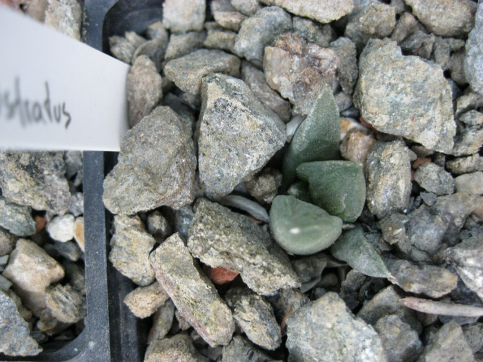 Ariocarpus retusus v.rostratus - Ariocarpus