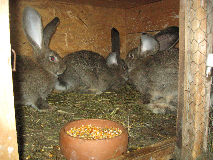 Picture 232 - iepuri urias belgian si urias german