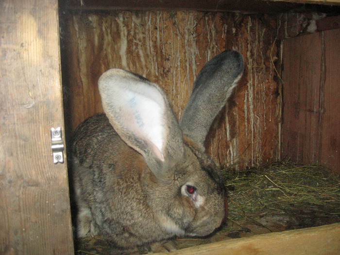Picture 238 - iepuri urias belgian si urias german