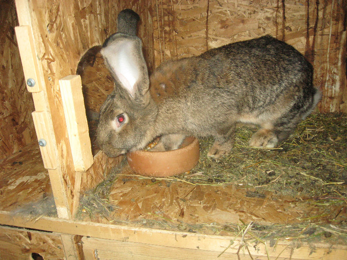 Picture 245 - iepuri urias belgian si urias german