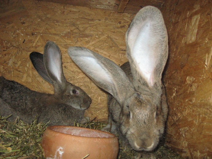 Picture 278 - iepuri urias belgian si urias german