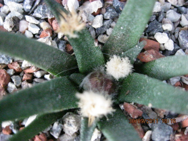 2011 - Ariocarpus agavoides