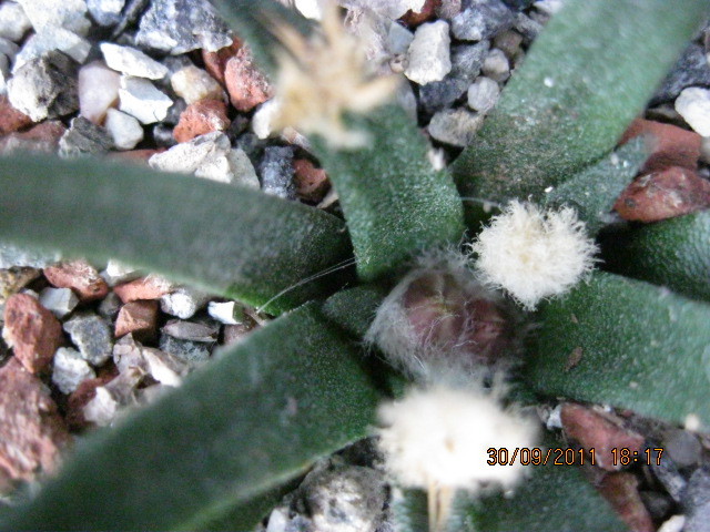 2011 - Ariocarpus agavoides