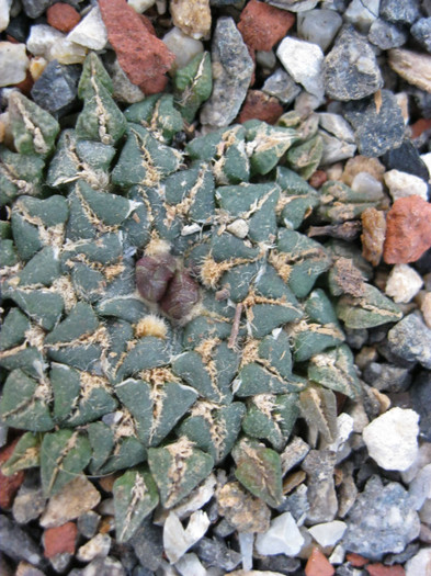 v.albiflorus 2011 - Ariocarpus kotschoubeyanus