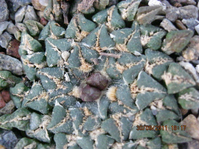 v.albiflorus 2011 - Ariocarpus kotschoubeyanus