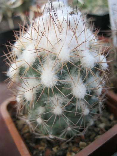 Coryphantha longicornis