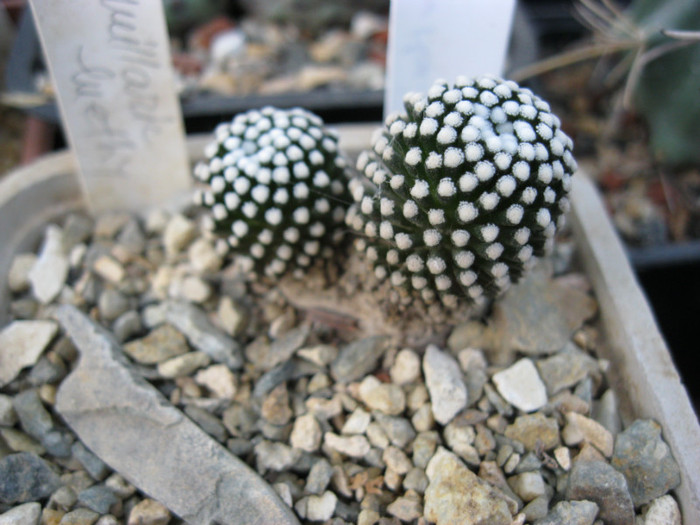 Mammillaria luethyi - Gymnocalicium-Mammillaria