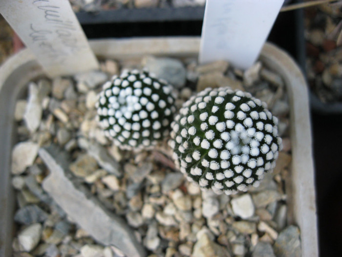 M. luethyi - Gymnocalicium-Mammillaria