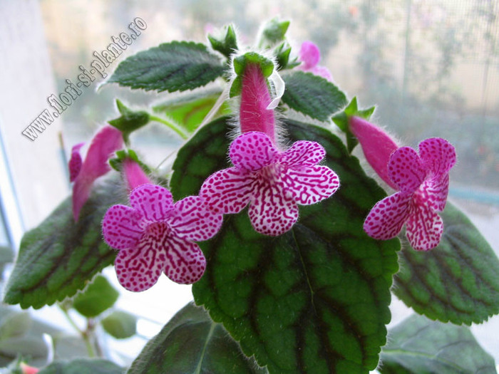 Kohleria Rongo - KOHLERIA I