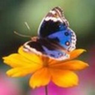 fluturi - Poze fluturi