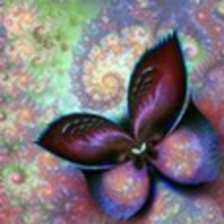 fluturi - Poze fluturi